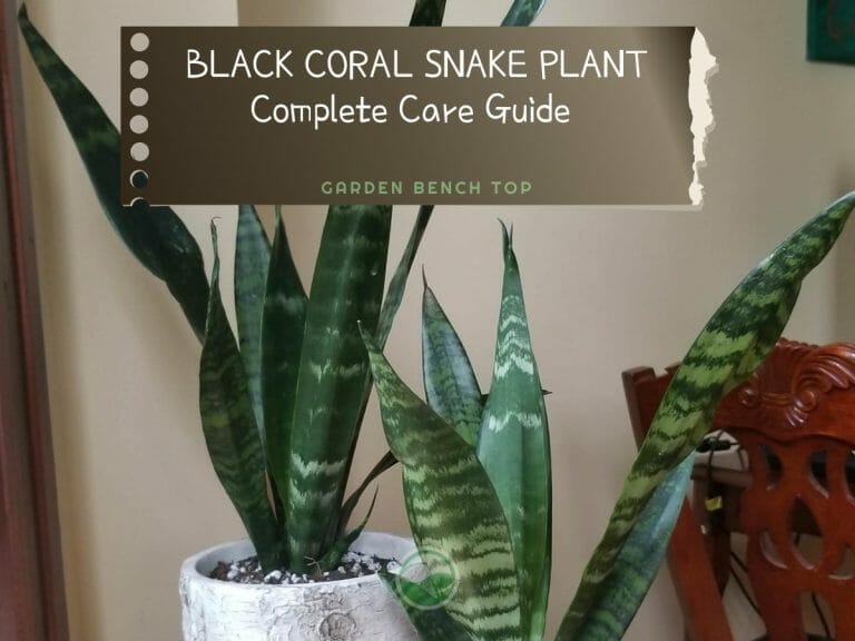 Black Coral Snake Plant