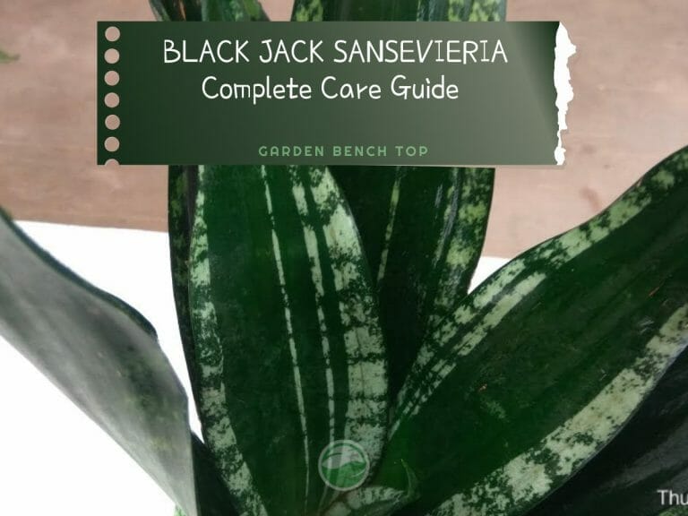 Black Jack Sansevieria cover