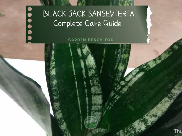 Black Jack Sansevieria