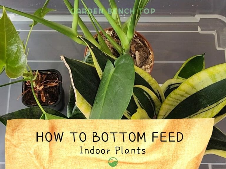 Bottom Feeding Plants