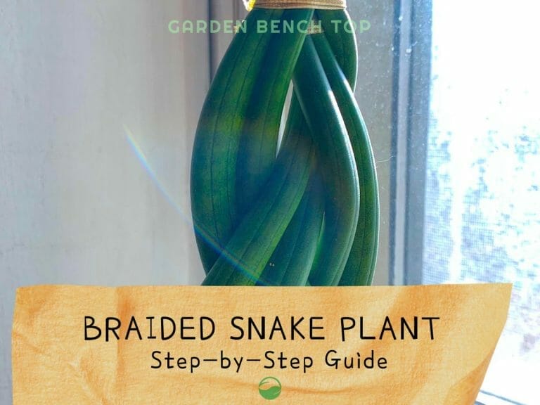 Braided Snake Plant cover