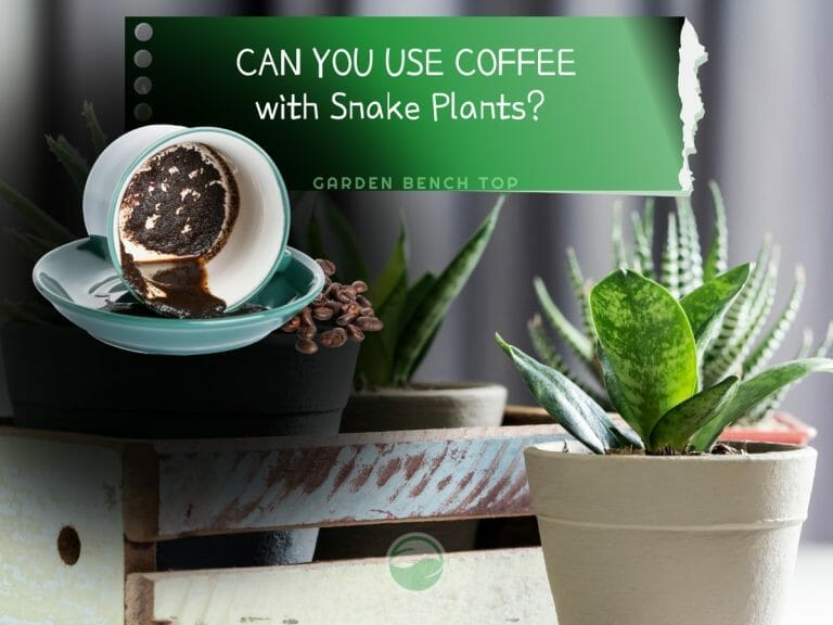 Coffee for Snake Plant cover