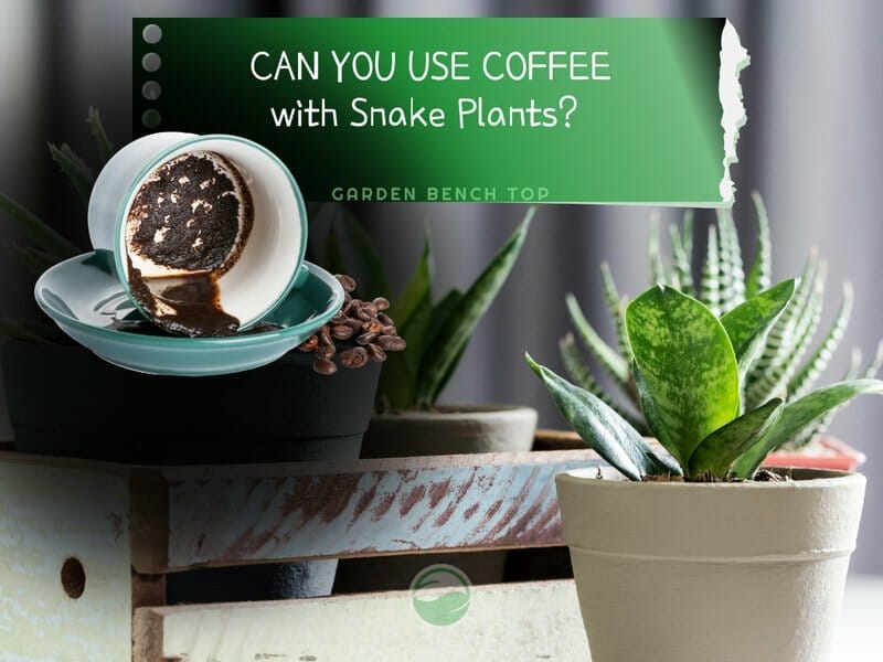 Coffee for Snake Plant
