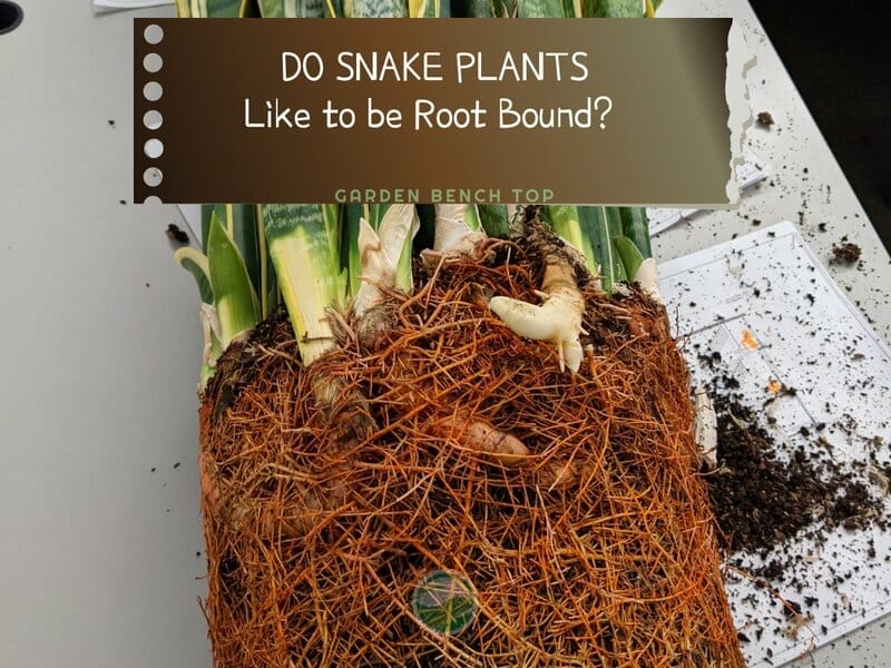 Do Snake Plants Like to be Root Bound