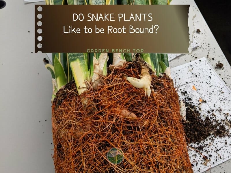 Do Snake Plants Like to be Root Bound