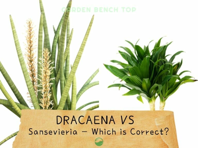 Dracaena Trifasciata vs Sansevieria