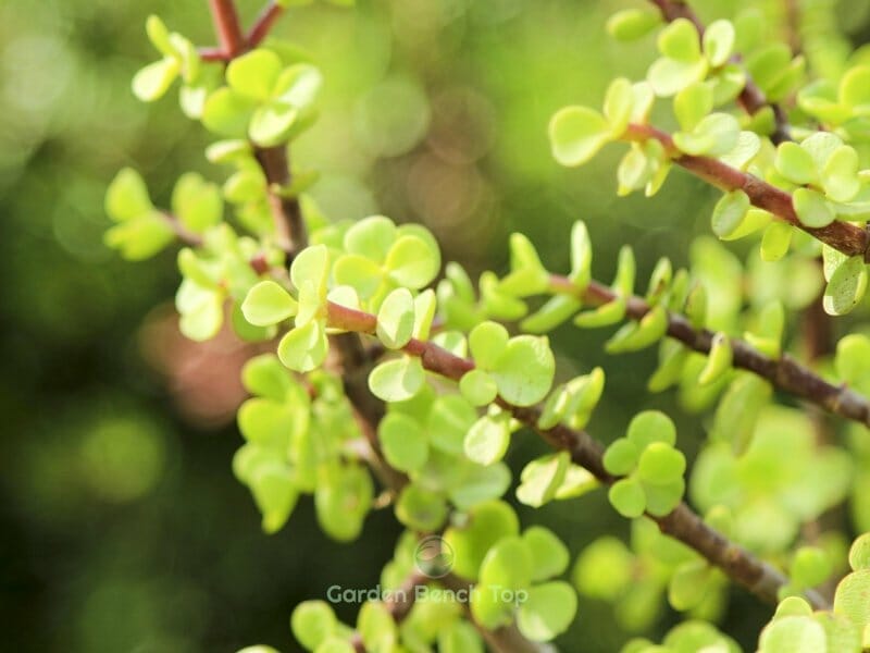 Elephant Bush not toxic