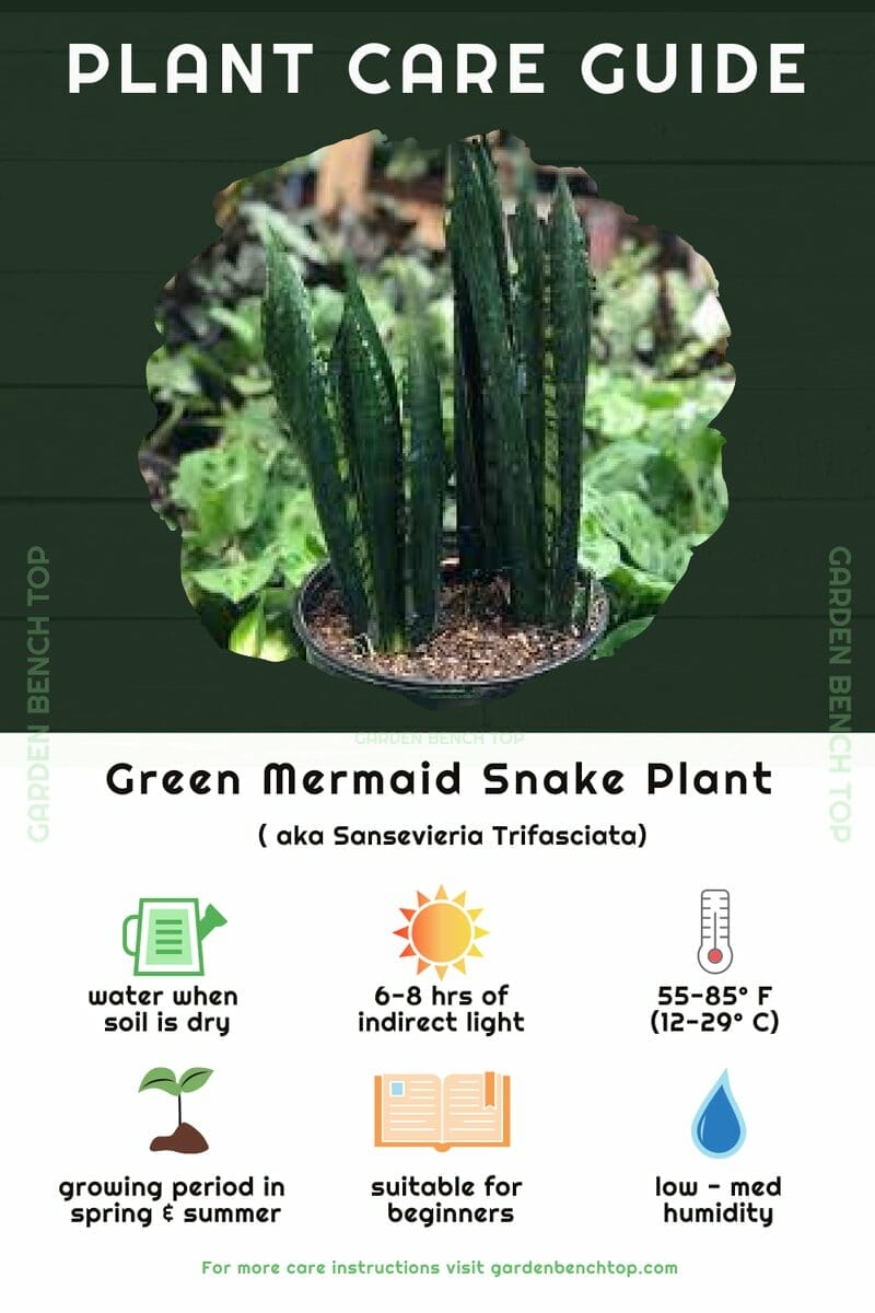 Green Mermaid Snake Plant Quick Care Guide
