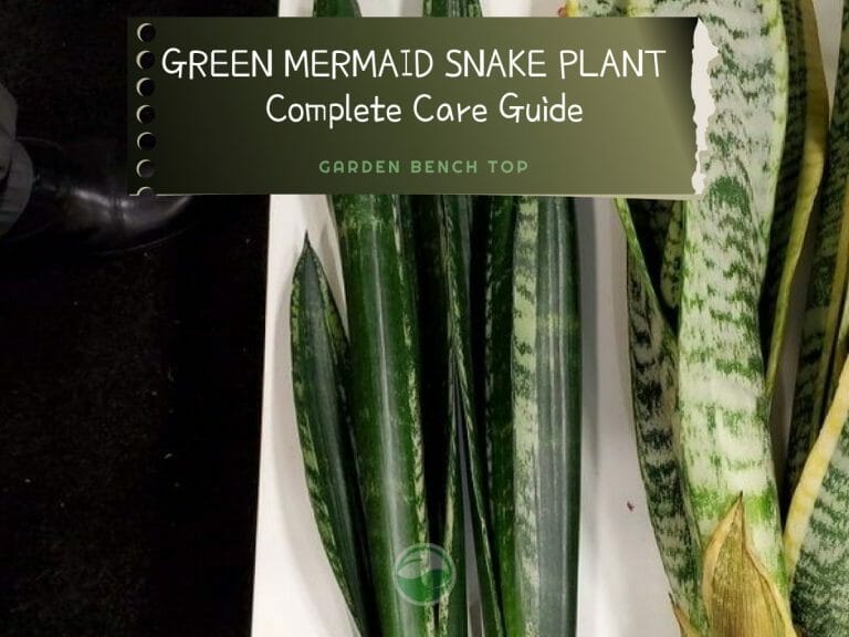 Green Mermaid Snake Plant cover