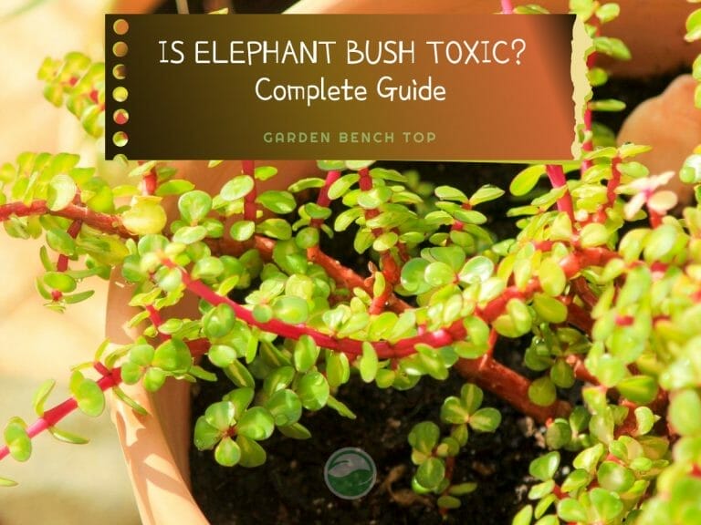 Is Elephant Bush Toxic to Cats and Dogs