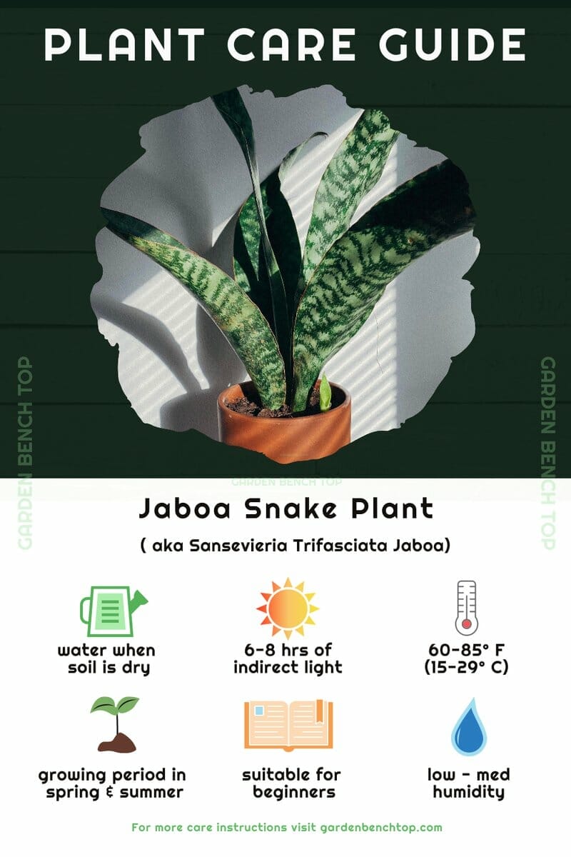 Jaboa Snake Plant Quick Care Guide
