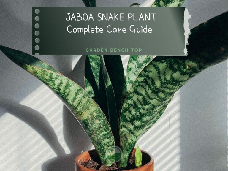 Jaboa Snake Plant