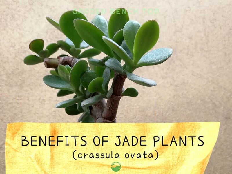 Jade Plant Benefits