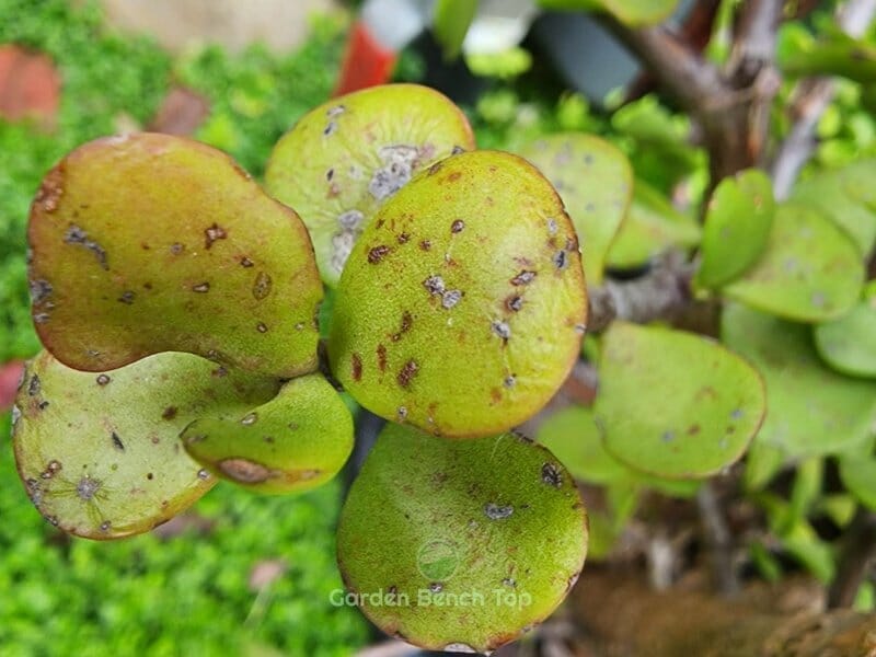 Jade Plant experiencing temperature shock