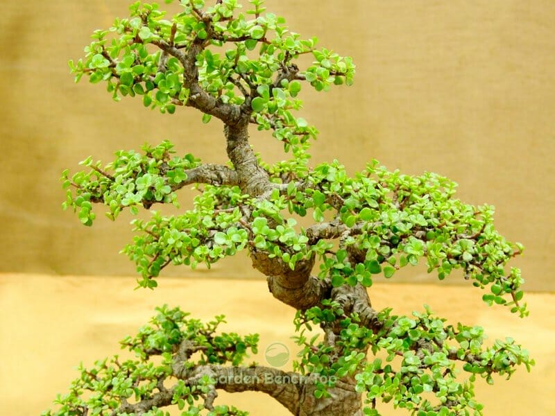 Jade plant brings luck