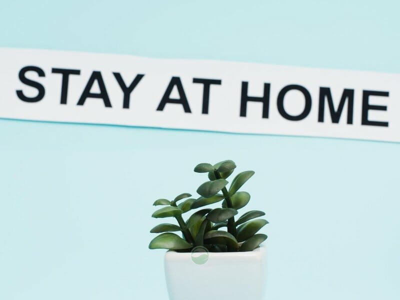 Jade plant improves air at home