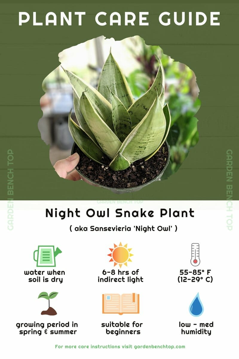 Night Owl Snake Plant Quick Care Guide