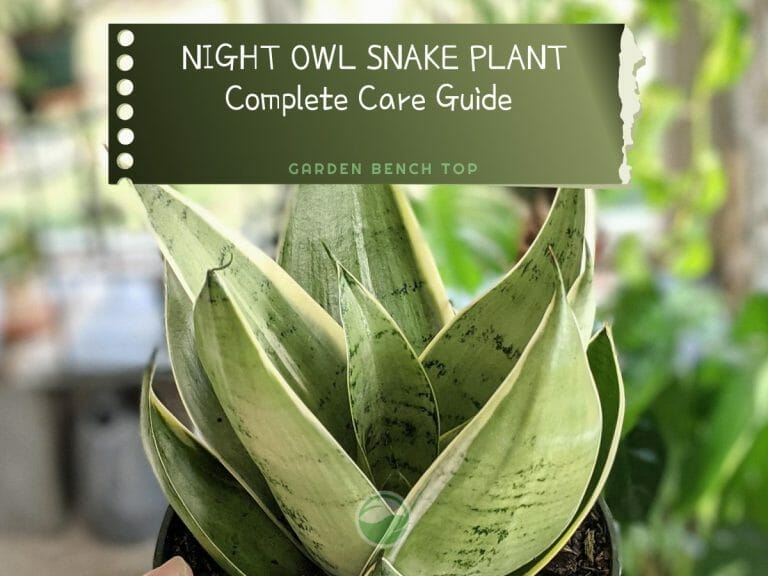 Night Owl Snake Plant cover