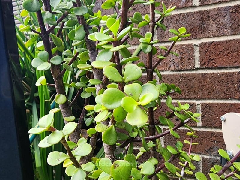 Portulacaria Afra not toxic