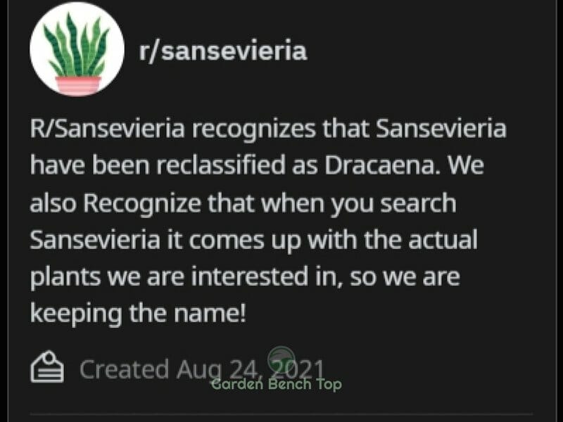 Reddit forum description Sansevieria