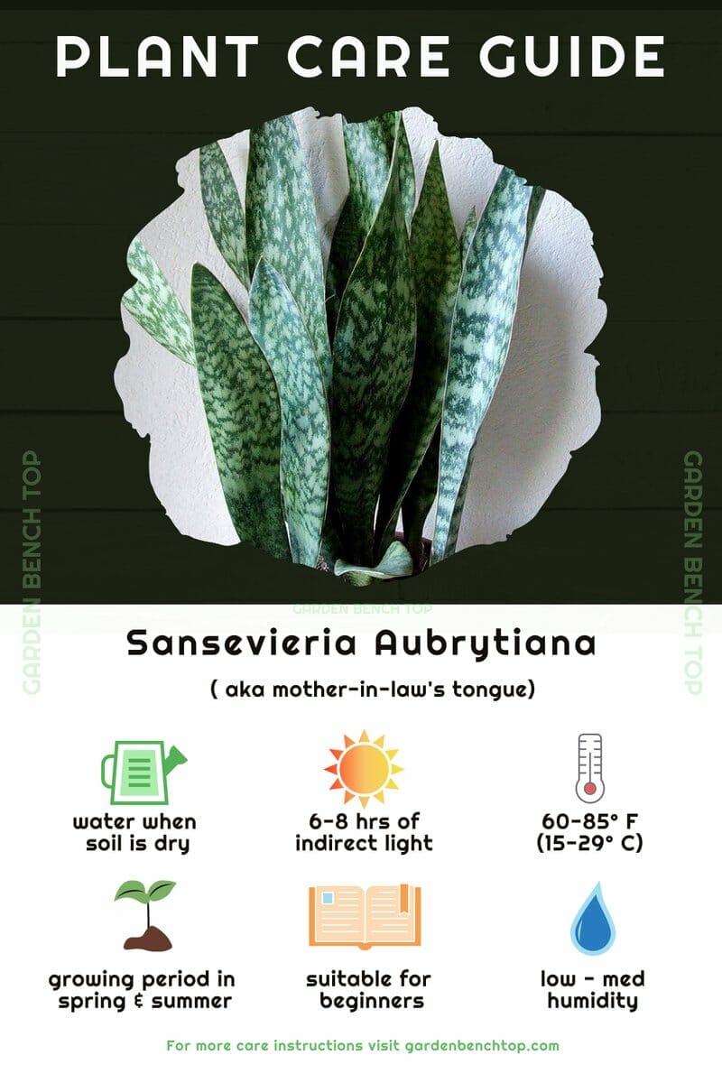 Sansevieria Aubrytiana Quick Care Guide