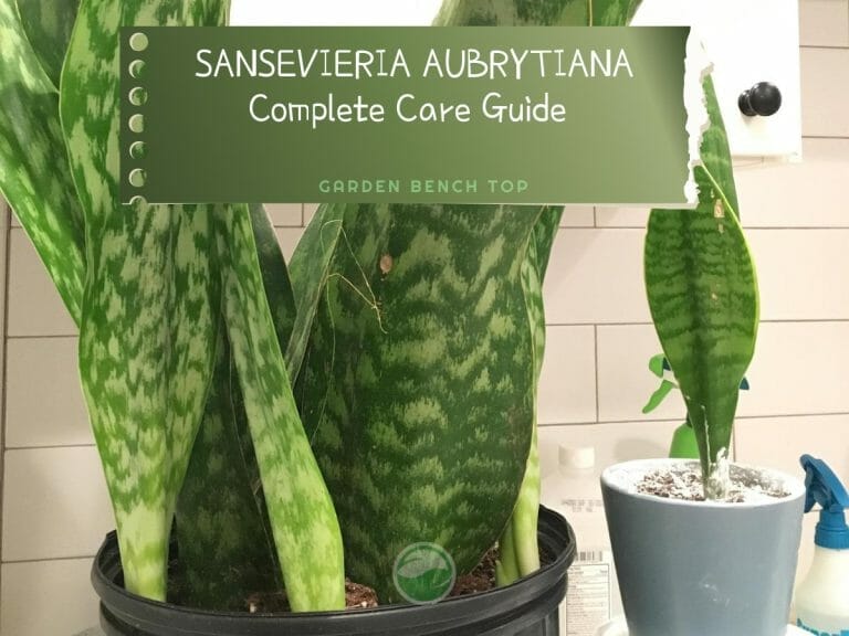 Sansevieria Aubrytiana cover