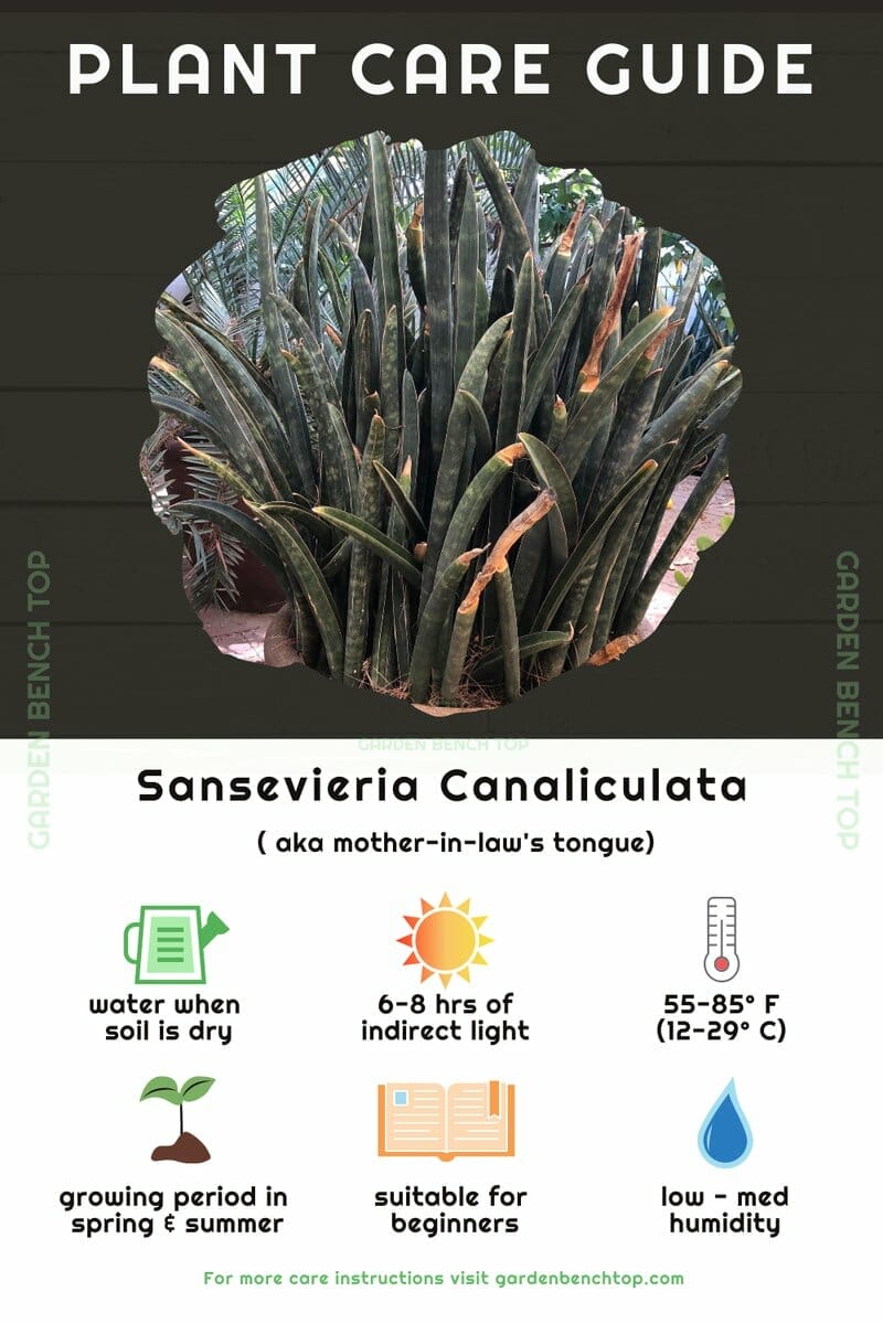 Sansevieria Canaliculata Quick Care Guide