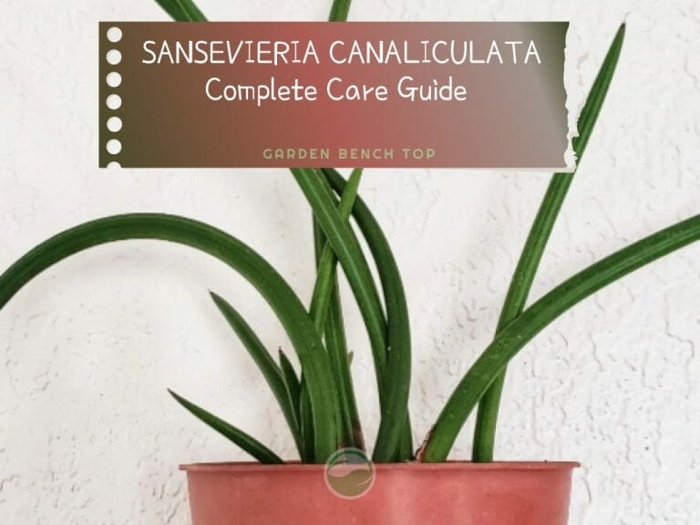 Sansevieria Canaliculata cover