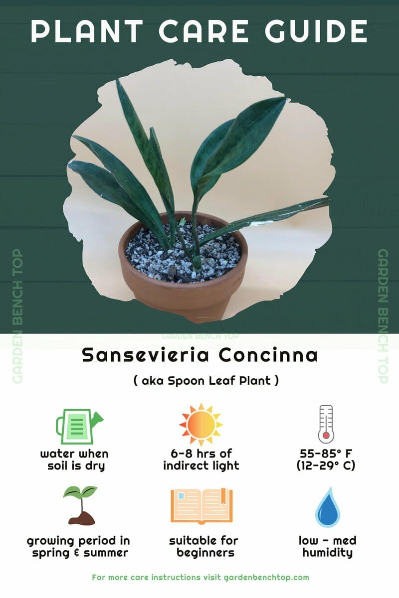 Sansevieria Concinna Quick Care Guide Infographic