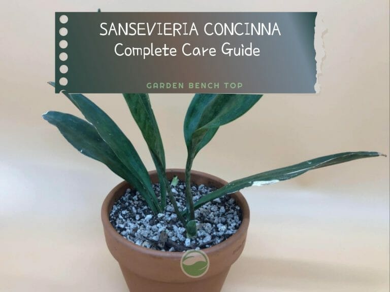 Sansevieria Concinna cover