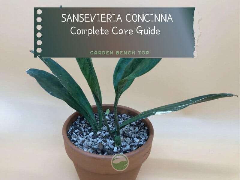 Sansevieria Concinna