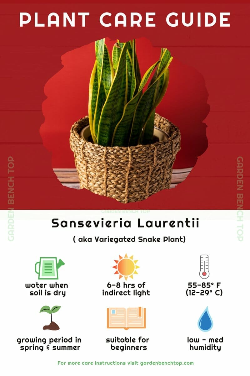 Sansevieria Laurentii Quick Care Guide Infographic