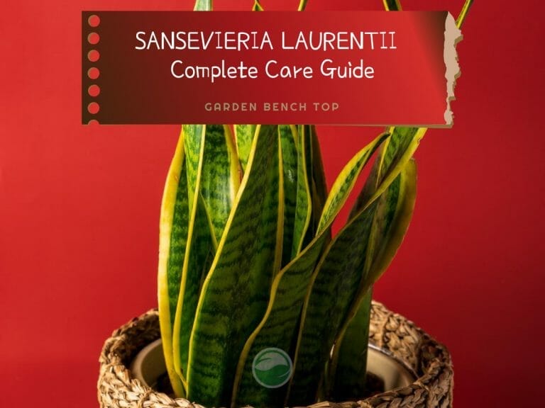 Sansevieria Laurentii cover