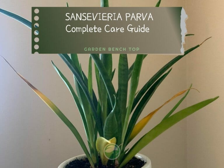 Sansevieria Parva cover