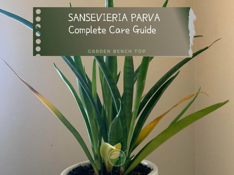 Sansevieria Parva