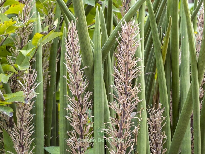 Sansevieria is now Dracaena