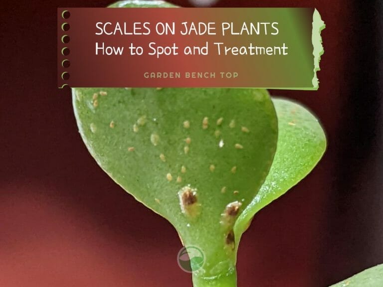 Scales on Jade Plant cover