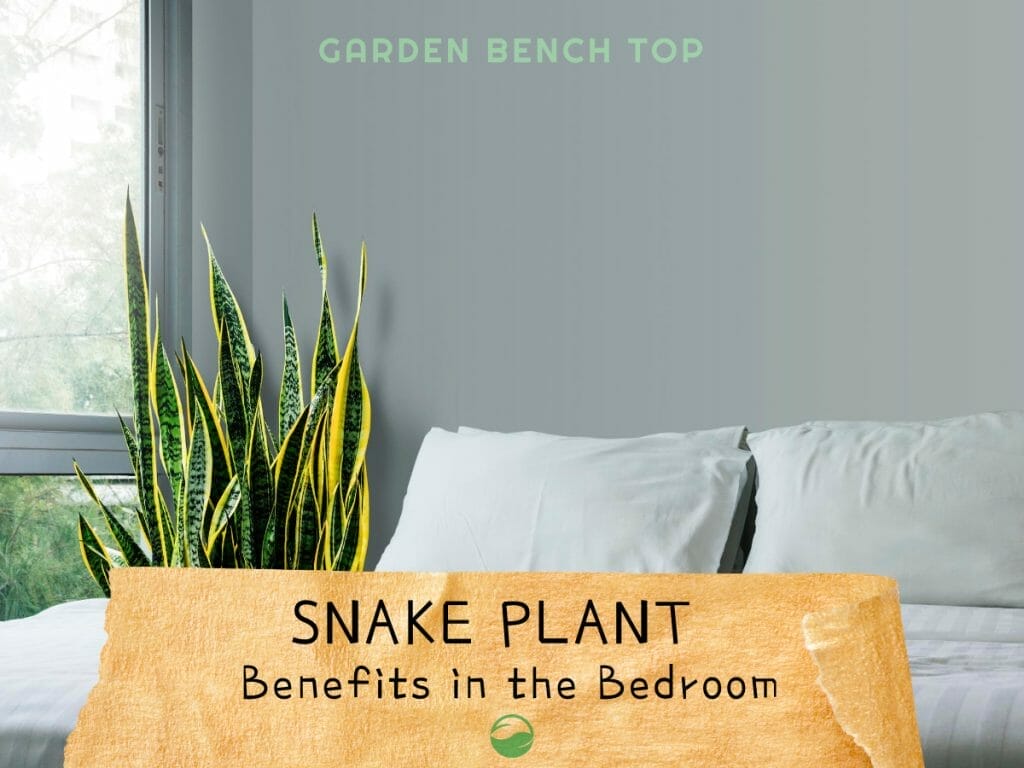 snake plant benefits in bedroom