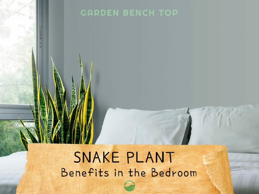 snake plant benefits in bedroom