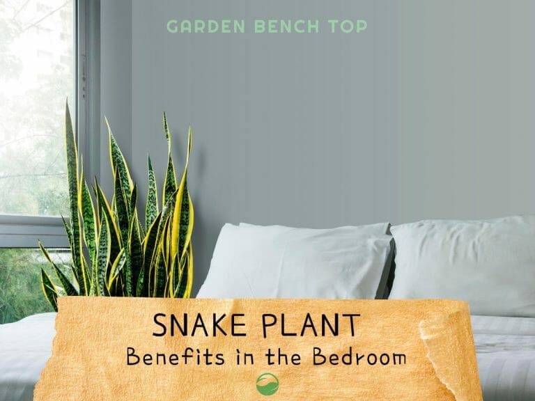 Snake Plant Benefits in Bedroom