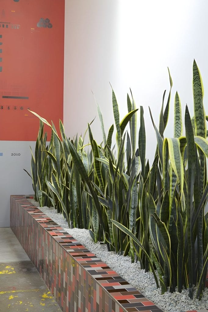 Snake Plant Horizontal