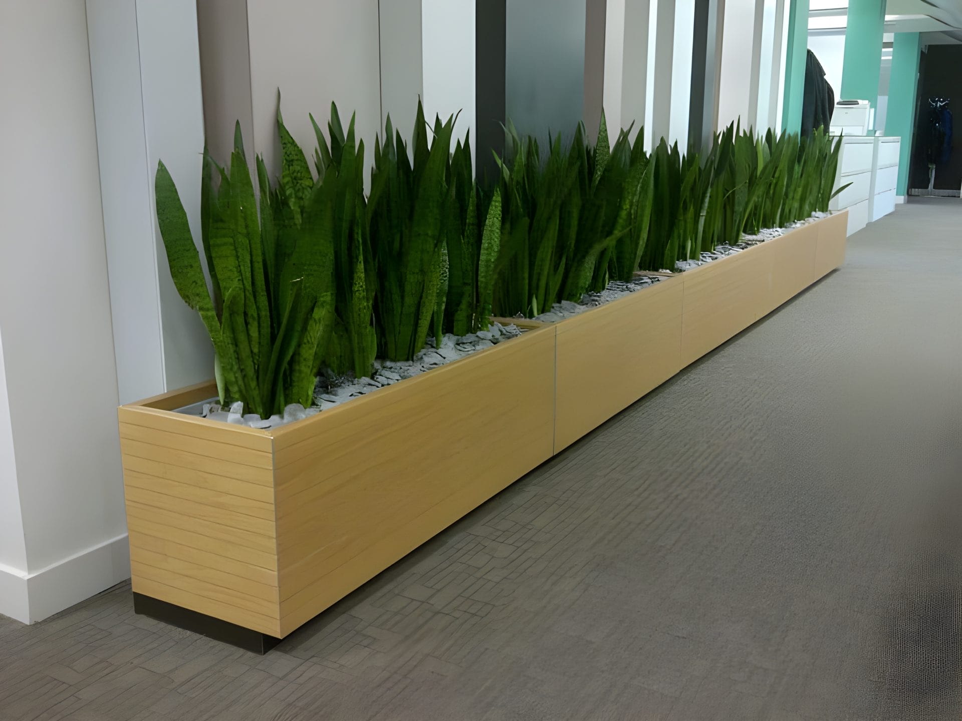 Our Favorite Snake Plant Landscaping Ideas (with Pictures)