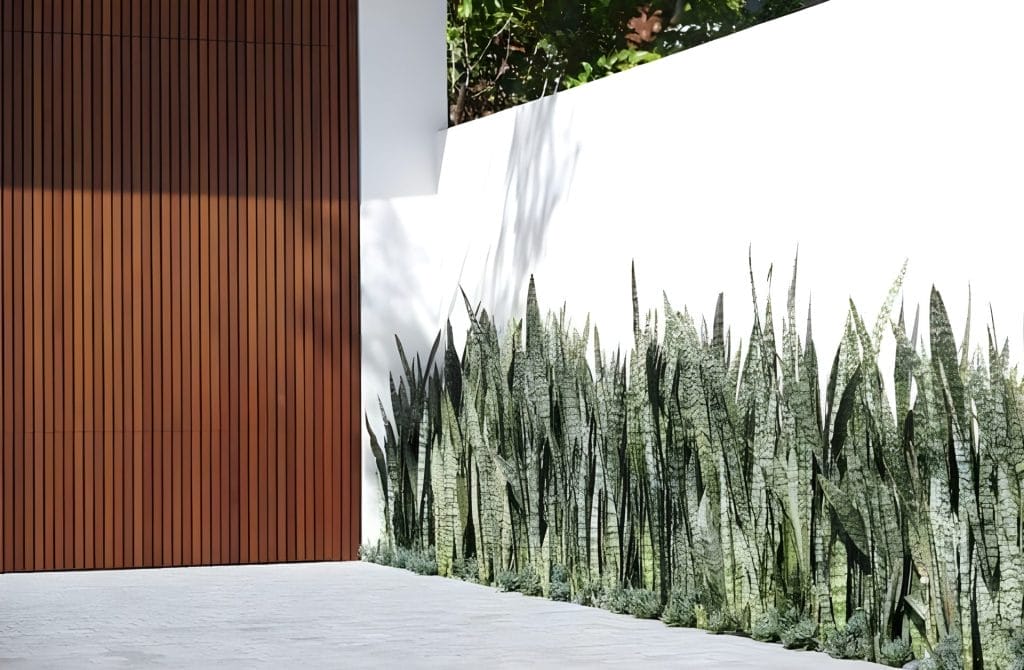 Snake Plant Wall Vertical