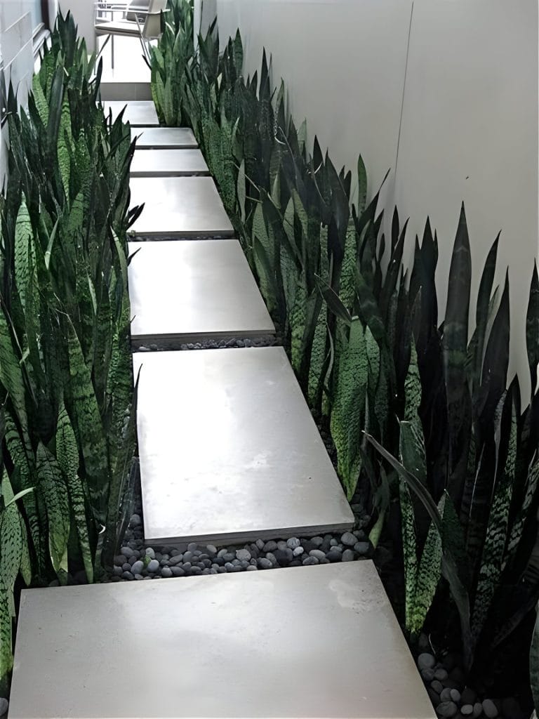 Snake Plant With Rocks Vertical