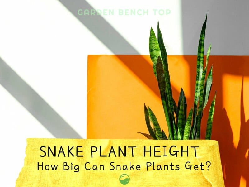 Snake Plant Height