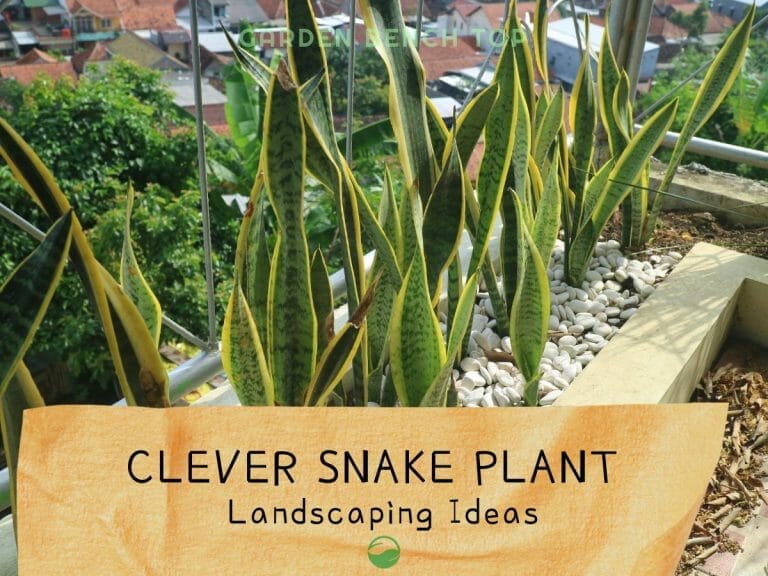 Snake Plant Landscaping Ideas