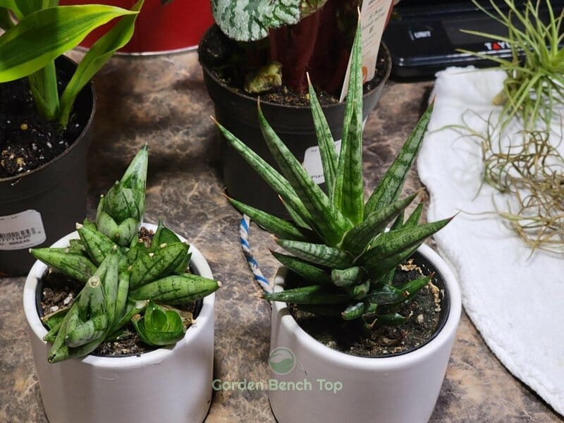 Snake Plant Lowes