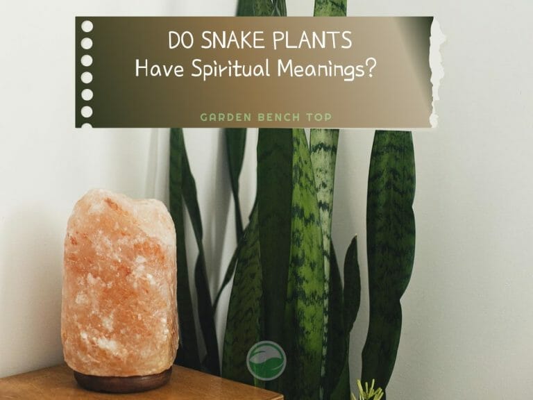 Snake Plant Spiritual Meaning cover