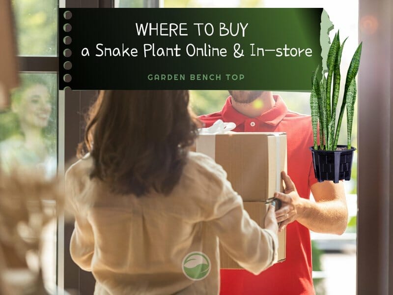 Discover where to Buy Snake Plants + What to Look For (Buying Guide)