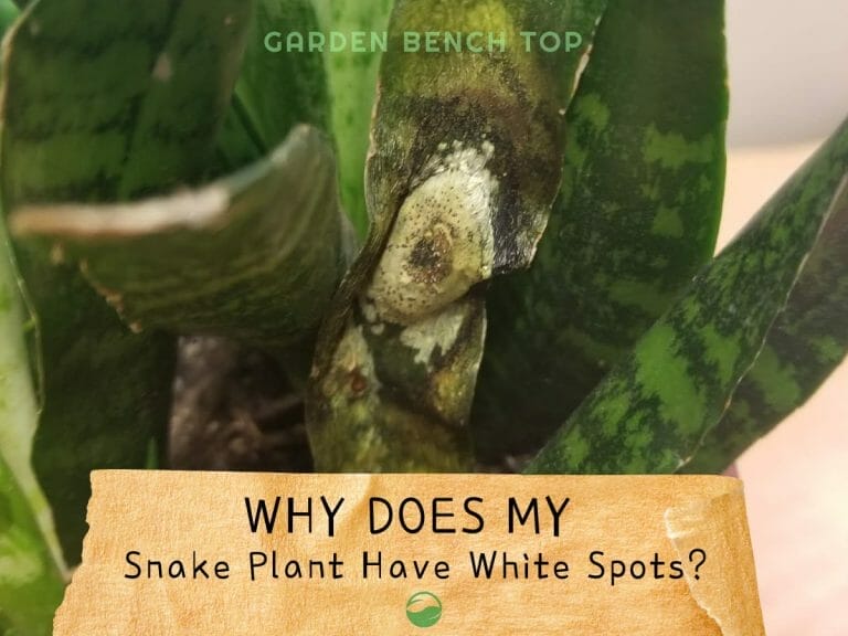 White Spots on Snake Plant